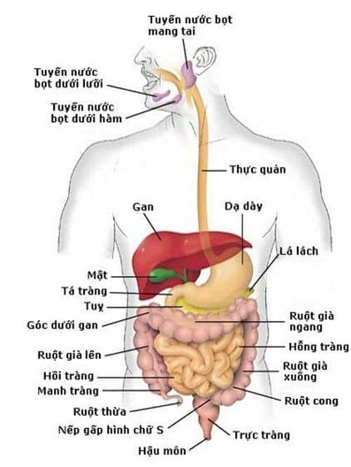 anatomy la gi 1