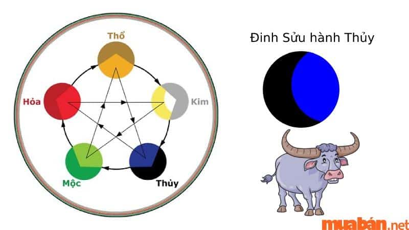 Người tuổi Sửu 1997 mệnh gì? Người Đinh Sửu thuộc mệnh Thủy theo Ngũ hành