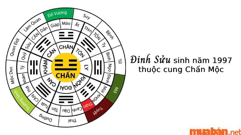 Nam và nữ Đinh Sửu sinh năm 1997 thuộc cung Chấn Mộc theo Đông Tứ Mệnh Chấn