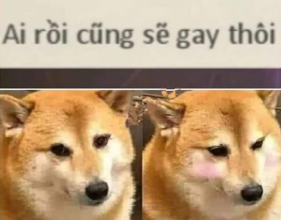 se gay la gi 7