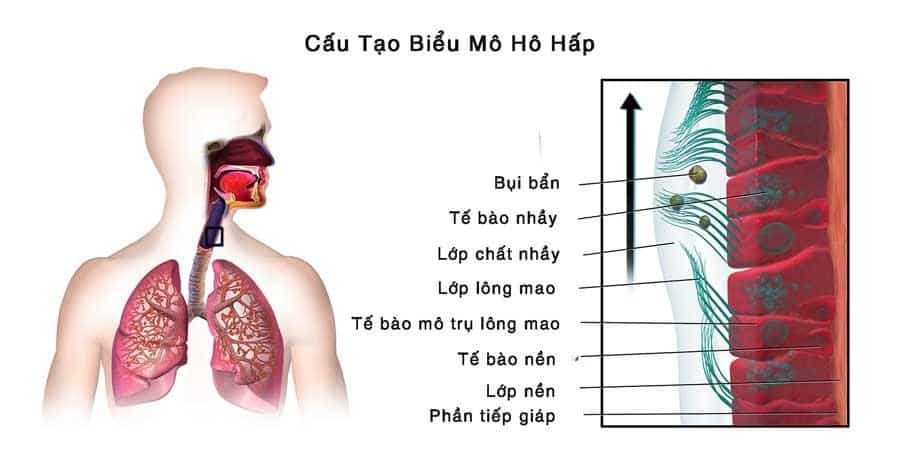 Nếu bạn bị ho kèm theo tức ngực, khó thở sau khi bỏ thuốc lá thì nên đi khám chuyên khoa