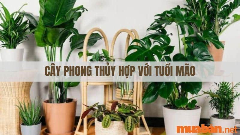 Những cây phong thủy hợp mệnh tuổi Mão