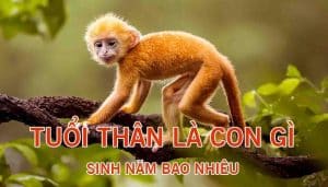 Tuổi Thân hợp với tuổi nào? Tình duyên ra sao? - Xwatch