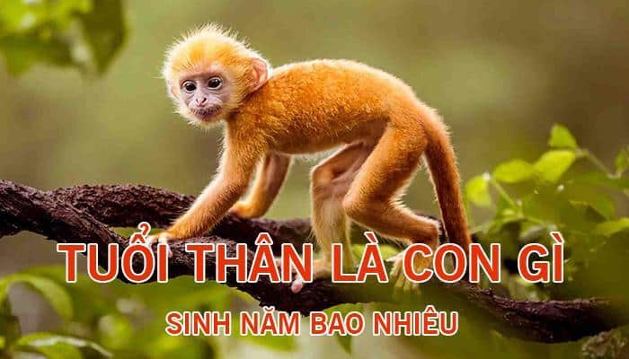 Tuổi thân là tuổi con khỉ