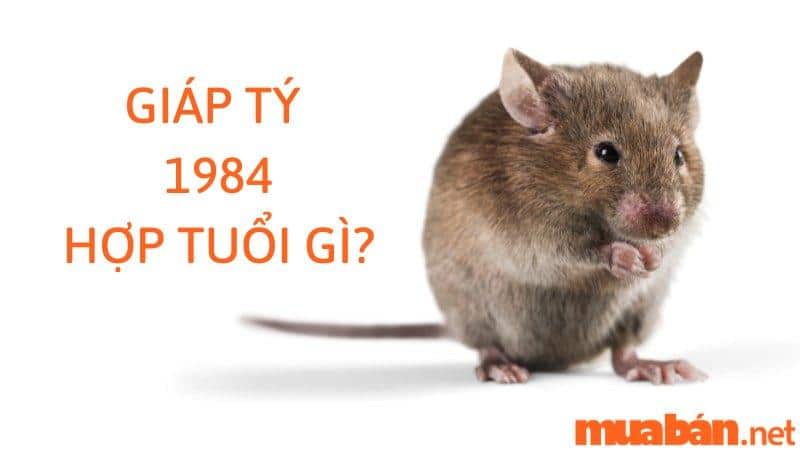 Giáp Tý 1984 mệnh gì hợp với tuổi thuộc mệnh Thổ, Kim, Thủy