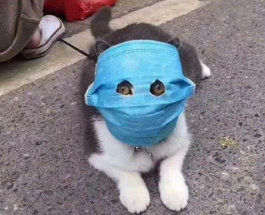 Hình ảnh chú mèo đeo khẩu trang phòng virus corona gây sốt