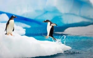 Chim cánh cụt sống ở đâu, Bắc cực hay Nam cực - StudyTiengAnh