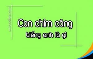 Con chim công tiếng anh là gì và đọc như thế nào ... - Vui Cười Lên