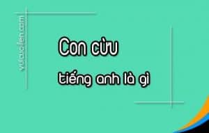 Con cừu tiếng anh là gì và đọc như thế nào cho đúng - Vui Cười Lên