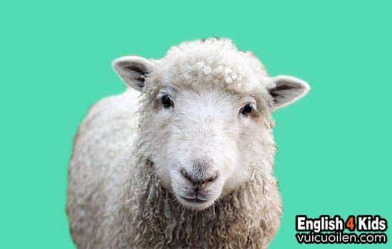 Con cừu tiếng anh là gì