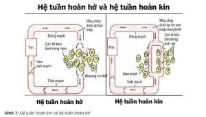 Máu chảy trong hệ tuần hoàn kín, hở thế nào? - Góc Đó Đây