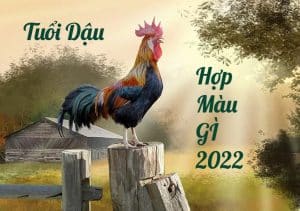 Tuổi Dậu hợp màu gì năm 2022? Chọn màu hợp phong thủy cho