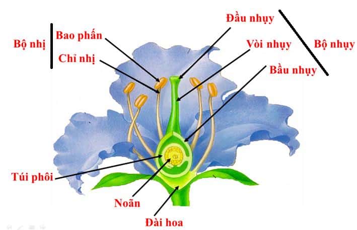 Lý thuyết Sinh sản hữu tính ở thực vật| Sinh học lớp 11 (ảnh 1)