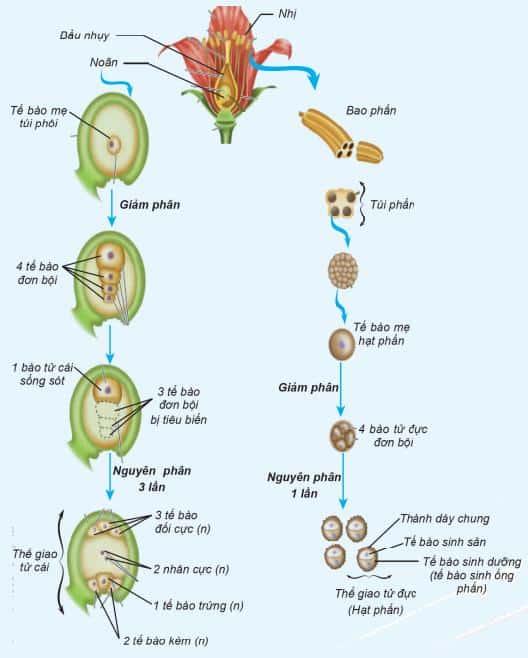 Lý thuyết Sinh sản hữu tính ở thực vật| Sinh học lớp 11 (ảnh 1)
