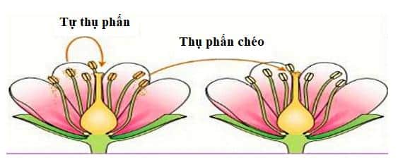 Lý thuyết Sinh sản hữu tính ở thực vật| Sinh học lớp 11 (ảnh 1)