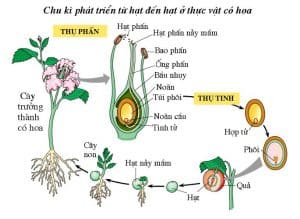 Tự thụ phấn là - Hamchoi.vn