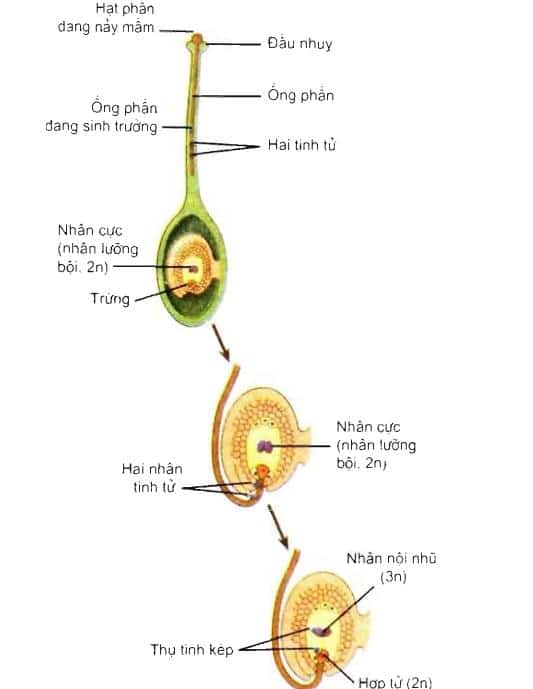 Lý thuyết Sinh sản hữu tính ở thực vật| Sinh học lớp 11 (ảnh 1)