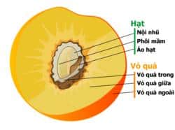 Lý thuyết Sinh sản hữu tính ở thực vật| Sinh học lớp 11 (ảnh 1)