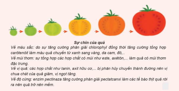 Lý thuyết Sinh sản hữu tính ở thực vật| Sinh học lớp 11 (ảnh 1)