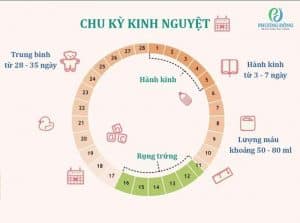 Hết kinh bao nhiêu ngày thì rụng trứng