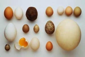 Giải mã câu hỏi: “Luộc trứng vịt bao lâu thì chín?”
